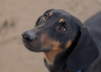 Shkencëtarët zbulojnë se kur u bënë qentë miqtë më të mirë të njeriut