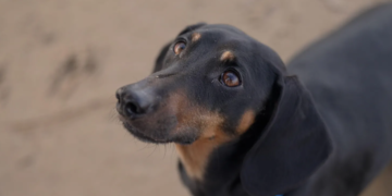 Shkencëtarët zbulojnë se kur u bënë qentë miqtë më të mirë të njeriut