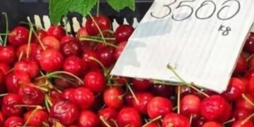 Qershia kthehet në ushqim luksi, 36 euro 1 kilogram në Tiranë
