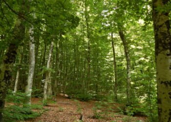 Pyjet “transformohen” në biznes, gati drafti për një kompani shtetërore, nga do vijnë të ardhurat