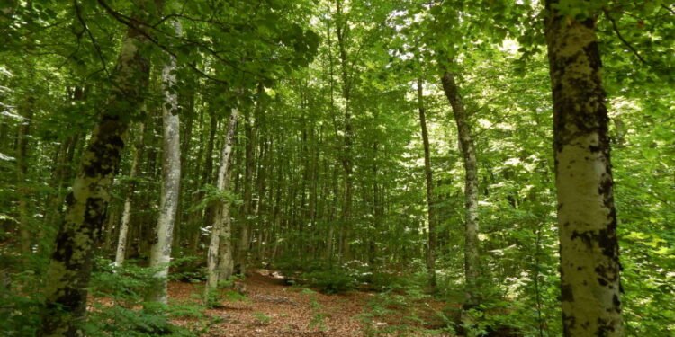 Pyjet “transformohen” në biznes, gati drafti për një kompani shtetërore, nga do vijnë të ardhurat