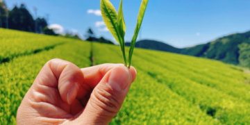 Rekord, çaji i njohur japonez shitet mbi 6 mije euro kilogrami