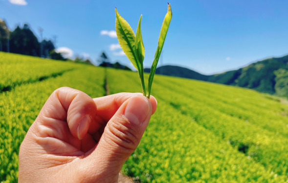 Rekord, çaji i njohur japonez shitet mbi 6 mije euro kilogrami
