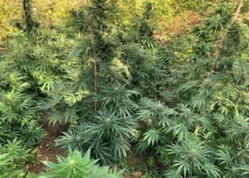 Krimet në fushën e drogës arritën rekord në 2025-n, ia kalojnë dhe kulmit të kanabisit në 2016-n