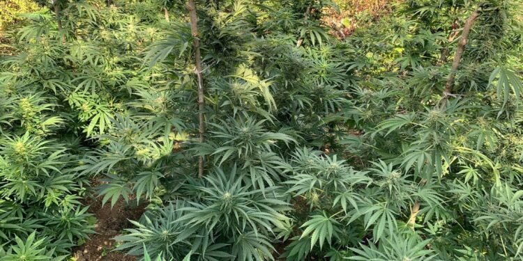 Krimet në fushën e drogës arritën rekord në 2025-n, ia kalojnë dhe kulmit të kanabisit në 2016-n