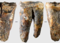 Neandertalët mund të kenë kryer ndërhyrjen e parë dentare 59 mijë vjet më parë