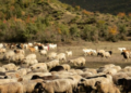Murtaja e bagëtive shfaqet në 2 ferma në Shkodër