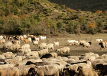 Murtaja e bagëtive shfaqet në 2 ferma në Shkodër