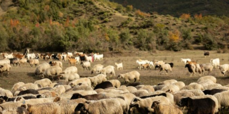 Murtaja e bagëtive shfaqet në 2 ferma në Shkodër