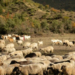 Murtaja e bagëtive shfaqet në 2 ferma në Shkodër