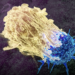 Një virus eksperimental godet kancerin e pankreasit, por mjekët kërkojnë KUJDES!