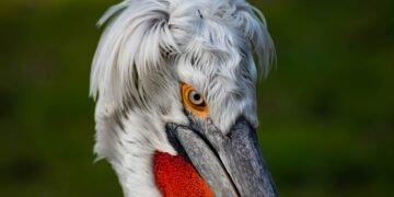 Ligj i ri për biodiversitetin, qeveria thotë se synon mbrojtje më të fortë për habitatet dhe zonat natyrore