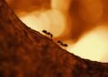“Metoda e milingonave”, si një sjellje e thjeshtë e insekteve u kthye në algoritëm të Inteligjencës Artificiale