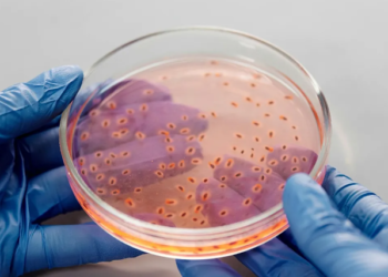 Viruset po mësojnë si t’i mposhtin bakteret rezistente ndaj antibiotikëve