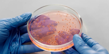Viruset po mësojnë si t’i mposhtin bakteret rezistente ndaj antibiotikëve