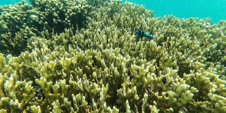 A po i bën ngrohja globale El Nino-t më të fuqishëm?
