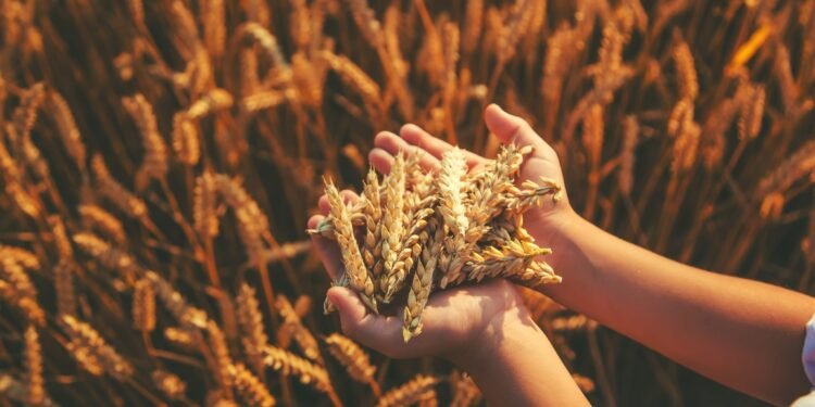 Bota ka mbushur hambarët me drith dhe vaj duke pritur efektet shkatërruese të El Nino