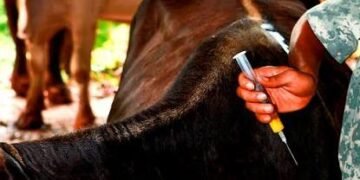 Shqipëria i shpall luftë mishit me hormone, kontrolle të befasishme dhe BLLOKIM fermash