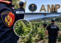 Të shtëna me armë zjarri në Qafështamë, Policia dhe AMP në operacion për bimët narkotike: Kapen shumë parcela