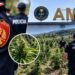 Të shtëna me armë zjarri në Qafështamë, Policia dhe AMP në operacion për bimët narkotike: Kapen shumë parcela