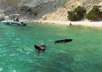 Atokos, ishulli i çuditshëm grek ku turistët notojnë me derrat e egër