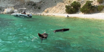 Atokos, ishulli i çuditshëm grek ku turistët notojnë me derrat e egër