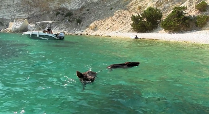 Atokos, ishulli i çuditshëm grek ku turistët notojnë me derrat e egër