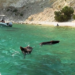 Atokos, ishulli i çuditshëm grek ku turistët notojnë me derrat e egër