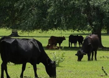 Prekte vetëm gjedhët, Franca konfirmon rastin e parë të virusit Shamonda te njeriu