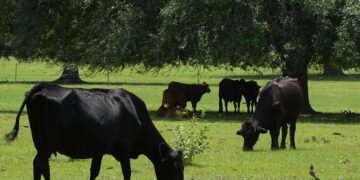 Prekte vetëm gjedhët, Franca konfirmon rastin e parë të virusit Shamonda te njeriu
