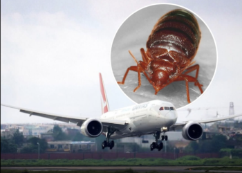 Çimkat pushtojnë avionin gjigant dhe pickojnë pasagjerët, kompania e nxjerr nga shërbimi