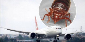 Çimkat pushtojnë avionin gjigant dhe pickojnë pasagjerët, kompania e nxjerr nga shërbimi