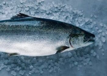 Salmoni në Europë ushqehet me nënprodukte pule, prodhuesit kërkojnë alternativa më të lira