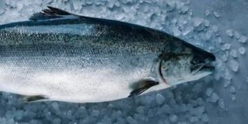 Salmoni në Europë ushqehet me nënprodukte pule, prodhuesit kërkojnë alternativa më të lira