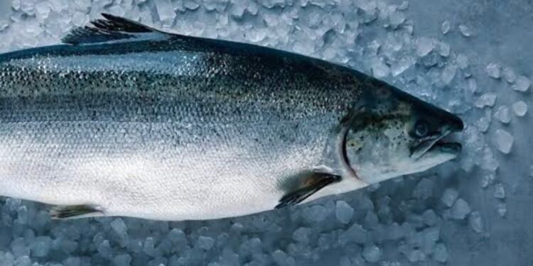 Salmoni në Europë ushqehet me nënprodukte pule, prodhuesit kërkojnë alternativa më të lira