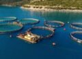 Hiqen pragjet e investimit, propozohen kontrata 20-vjeçare për fermat e peshkut