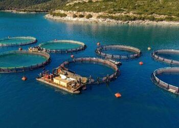 Hiqen pragjet e investimit, propozohen kontrata 20-vjeçare për fermat e peshkut